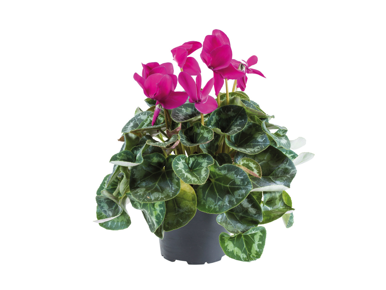 XL British Cyclamen1