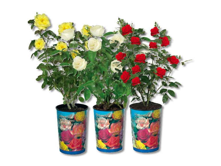 Roses de jardin