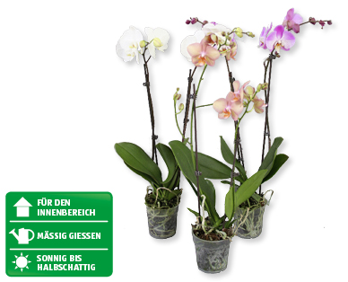 Phalaenopsis