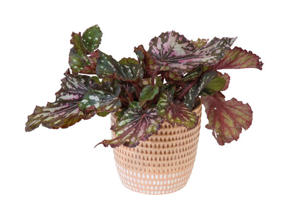 Green Plants in Colourful Ceramic