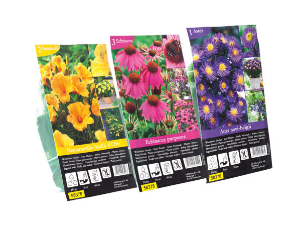 Assorted Perennial Bulbs