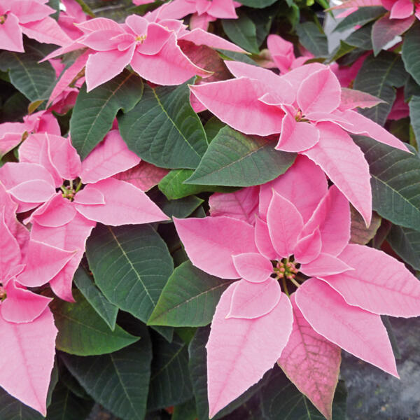 Herbststern "Princettia"