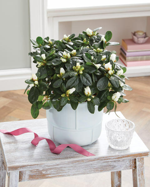 Beautiful Blooms Azalea in Ceramic