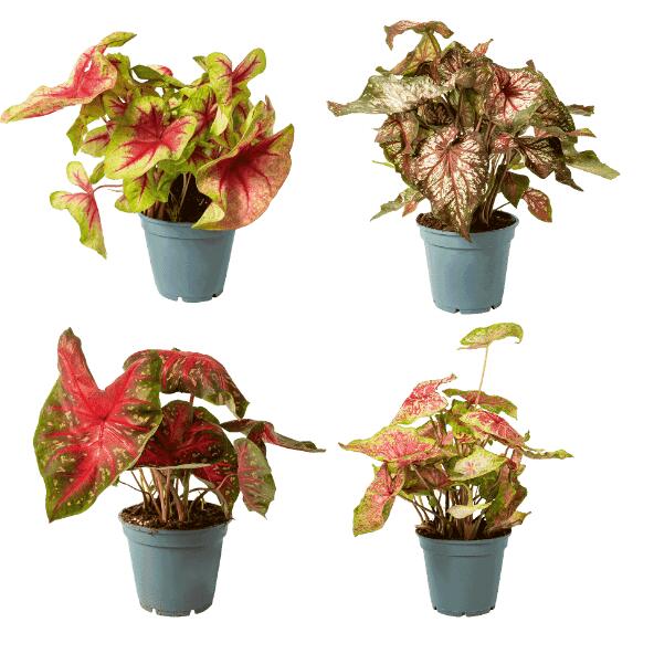 Caladium