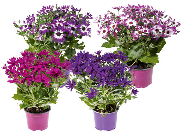 Teneriffa Aster