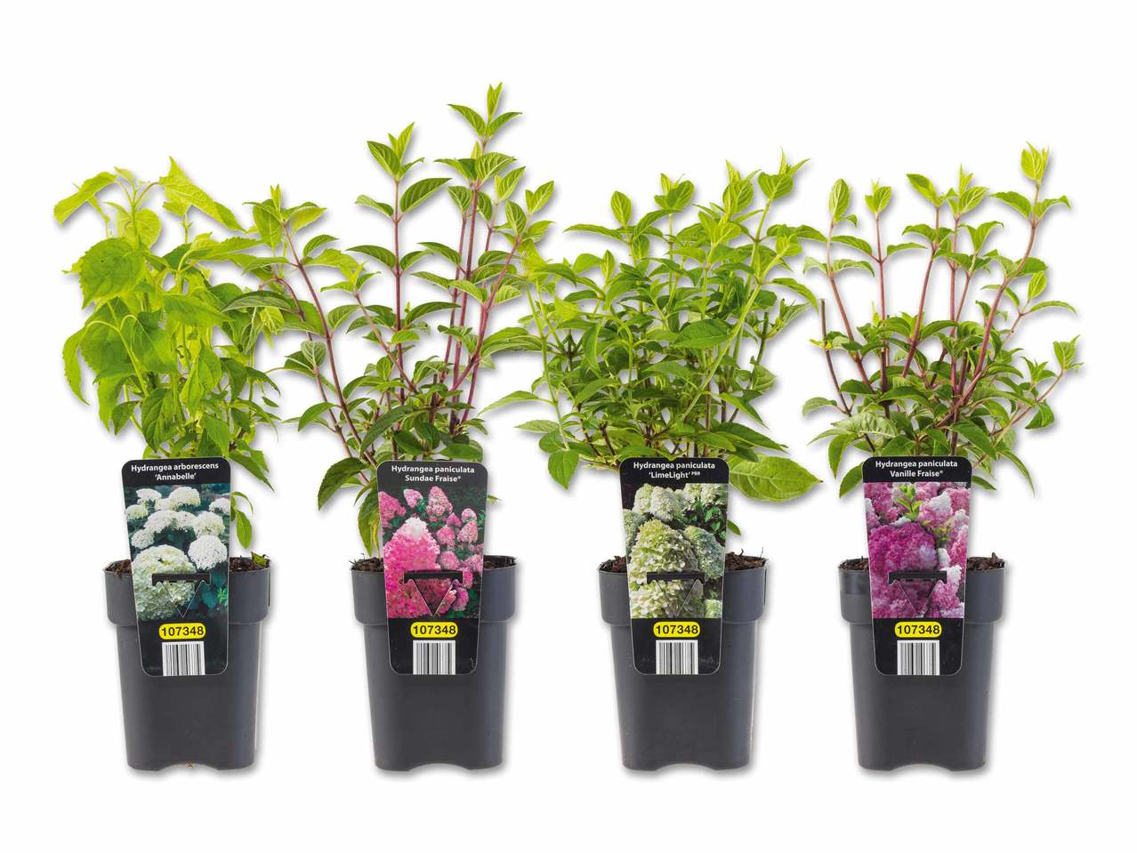 Hortensia paniculé exclusif
