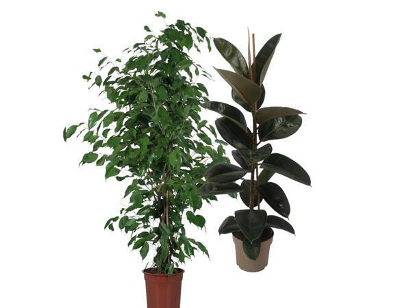 Green plants