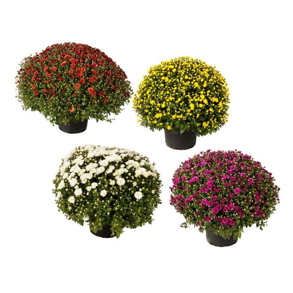 Chrysant