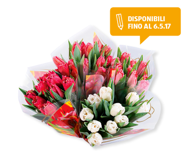 Tulipani