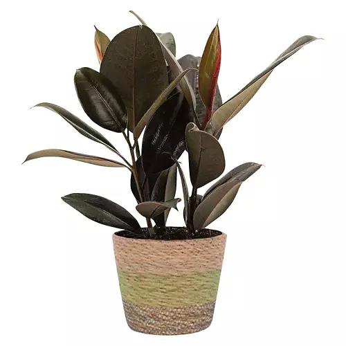 6 " Premium Foliage - Assorted Varieties