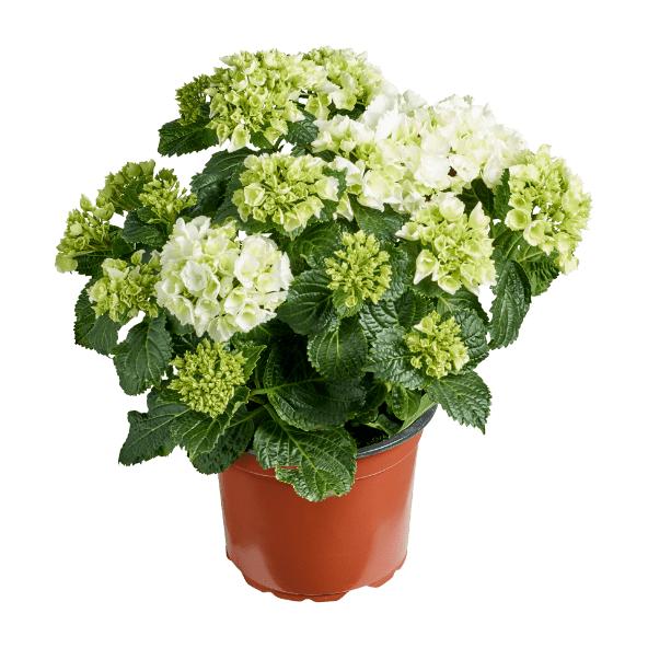 Havehortensia