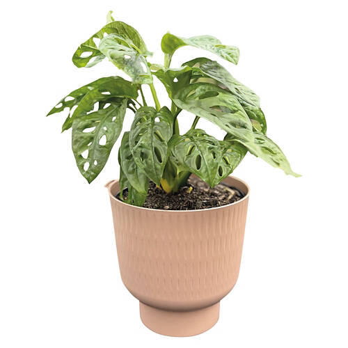 6" Self Watering Plant