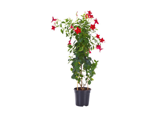 Dipladenia