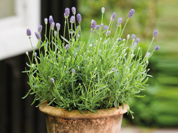 Lavendel "Felice"