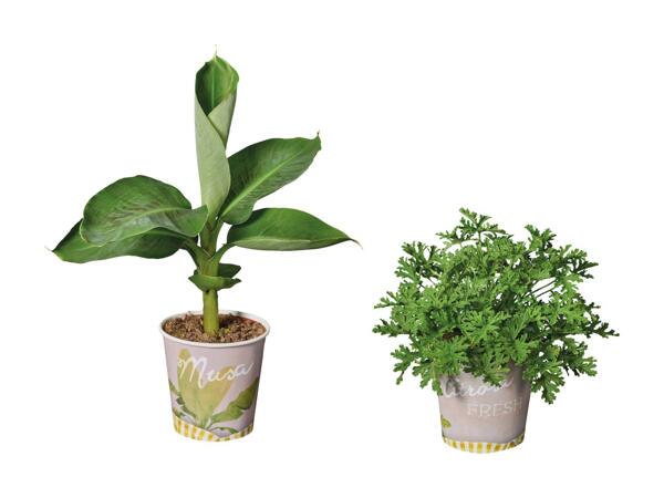 Frugtplante i bæger