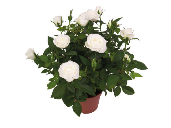 Rosier en pot