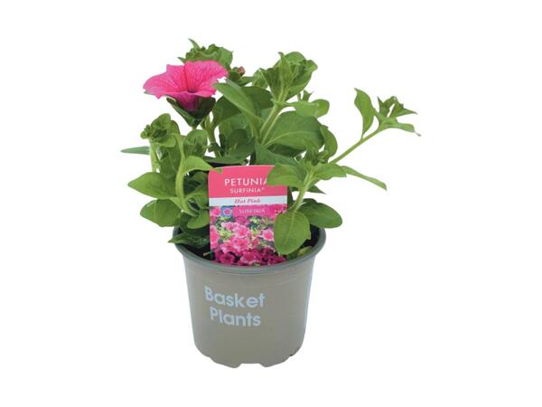 Trailing Petunias (Surfinias)