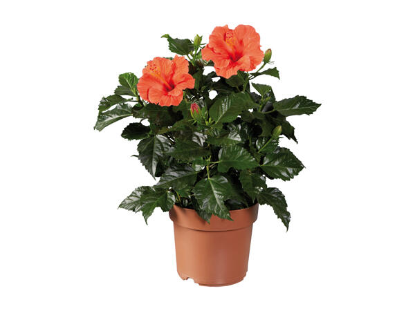 Hibiscus