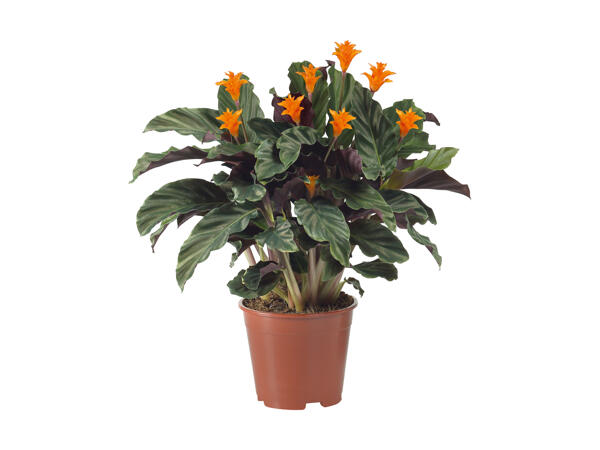 Calathea crocata