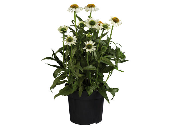 Echinacea „Moodz"
