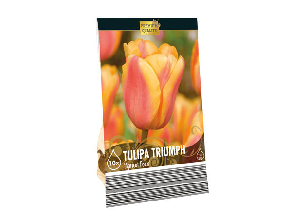 Premium Bulbs