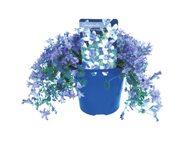 Outdoor Campanula