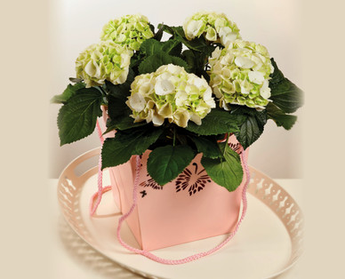 Premium Hydrangea in Gift Bag