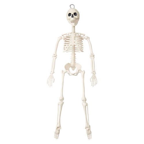 36" Tall Halloween Skeleton, Bone Color