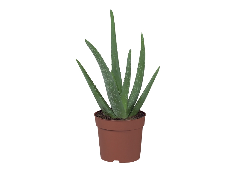 Aloe vera