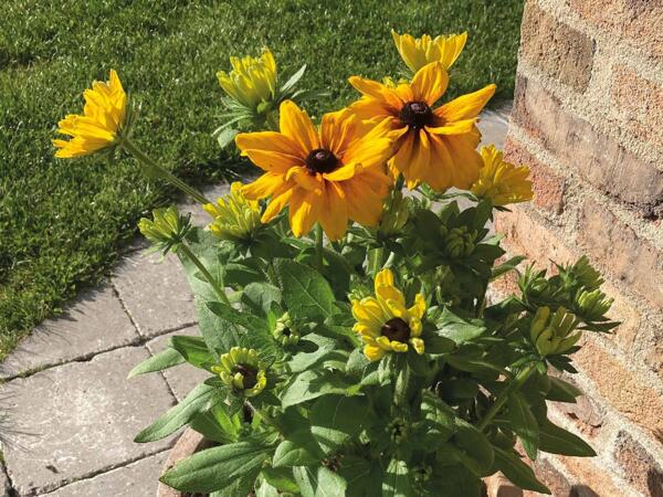 Stor sunbeckia