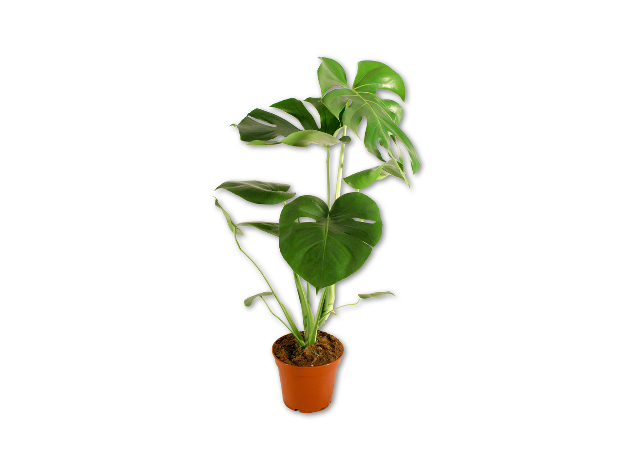 Grønne planter