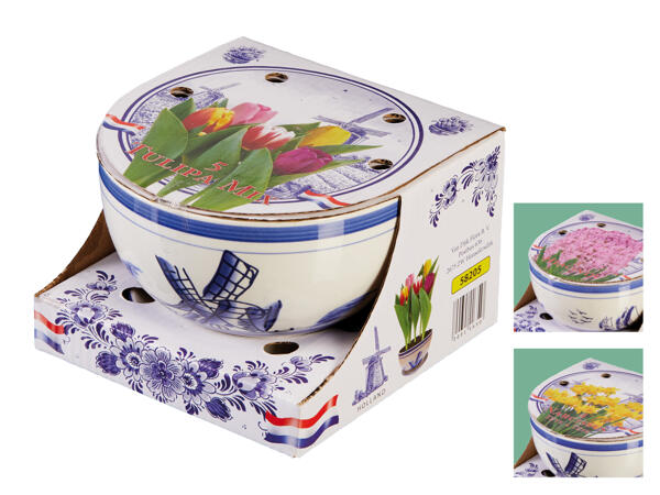 Blumenzwiebel in Keramikschale