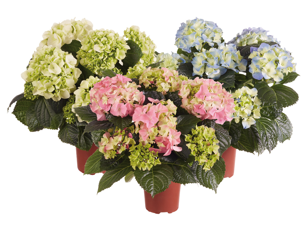 HORTENSIA
