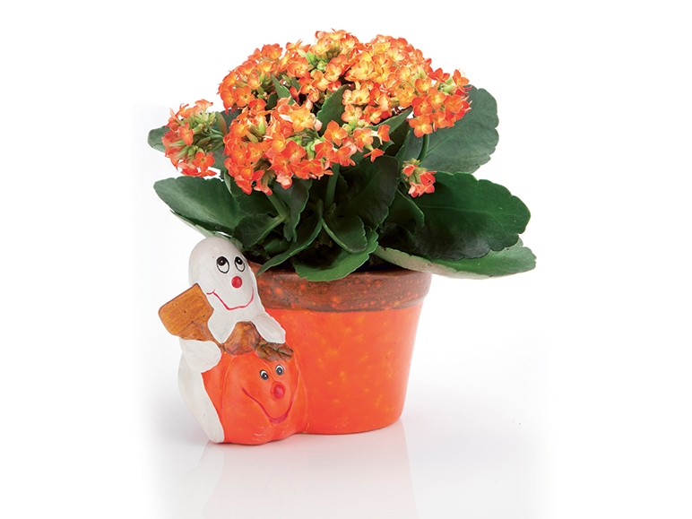 Kalanchoe in a Halloween Pot