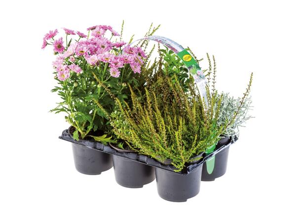 6 Pack Outdoor Mix