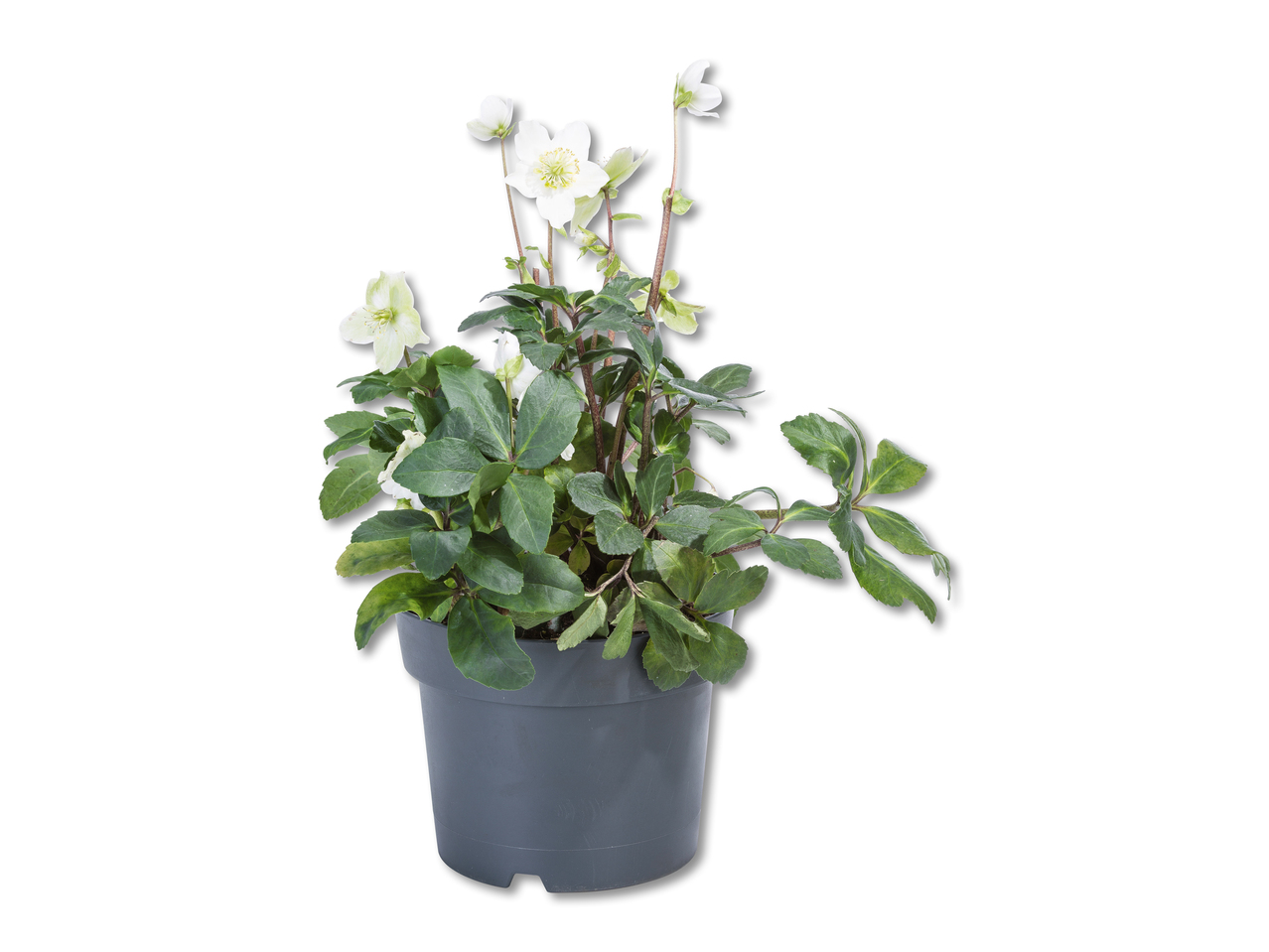 Roses de Noël XXL (hellébore blanc)