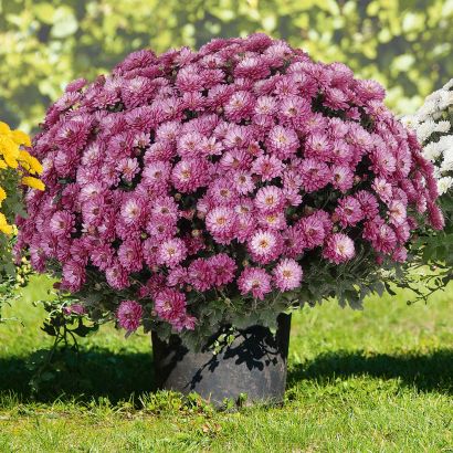 Chrysantheme