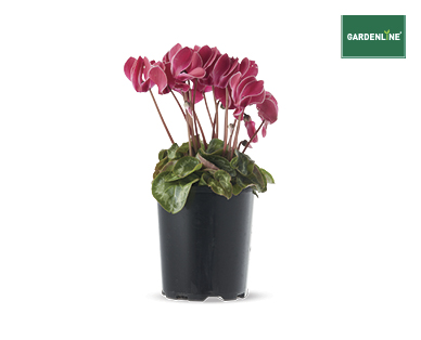 CYCLAMEN 125MM