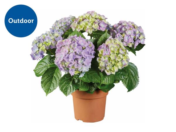 Hydrangea