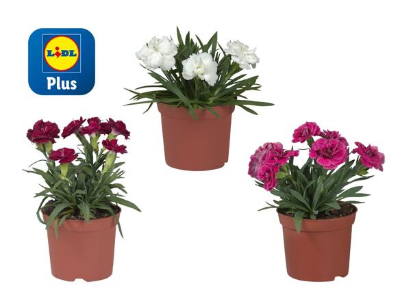 Œillets (dianthus)