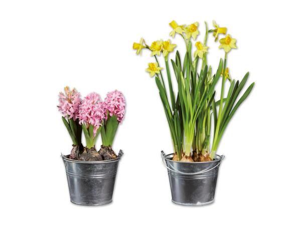 Blumenzwiebeln im Zinkeimer