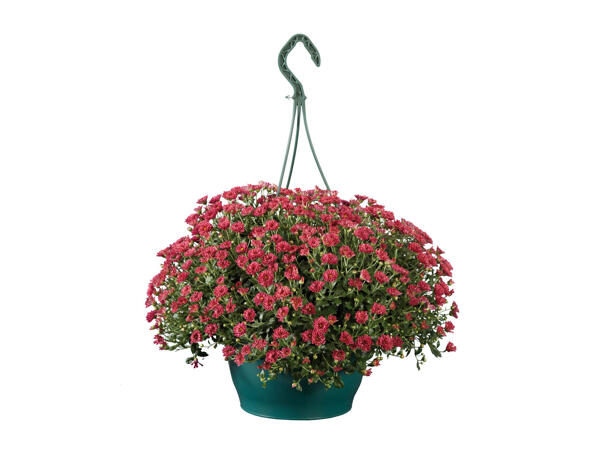 Chrysantheme im Hängetopf