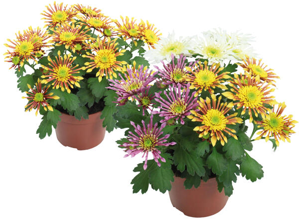 Chrysanthemen Sunrise Splash