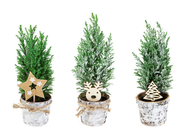 Weihnachtskoniferen im Rindentopf