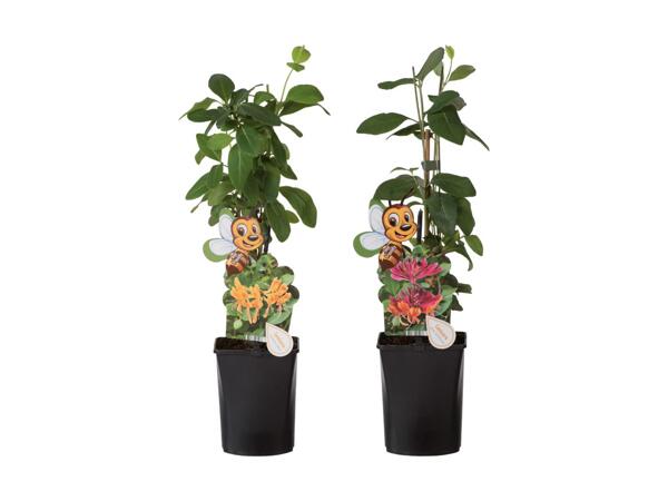 Plante grimpante qui attire les abeilles