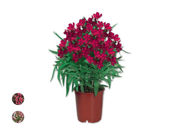 Oleander
