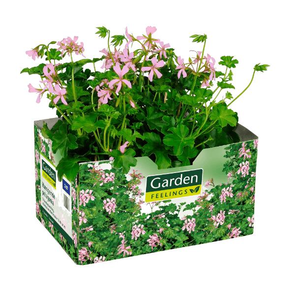 Hængende pelargonie, pelargonie eller fuchsia