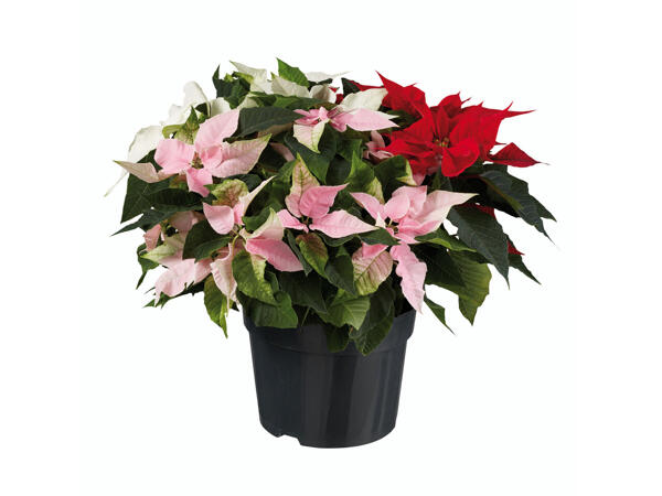Weihnachtsstern Princettia Trio