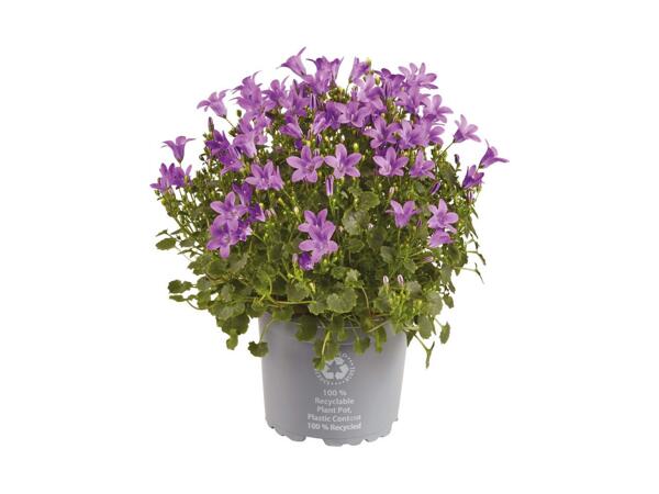 Klokkeblomst