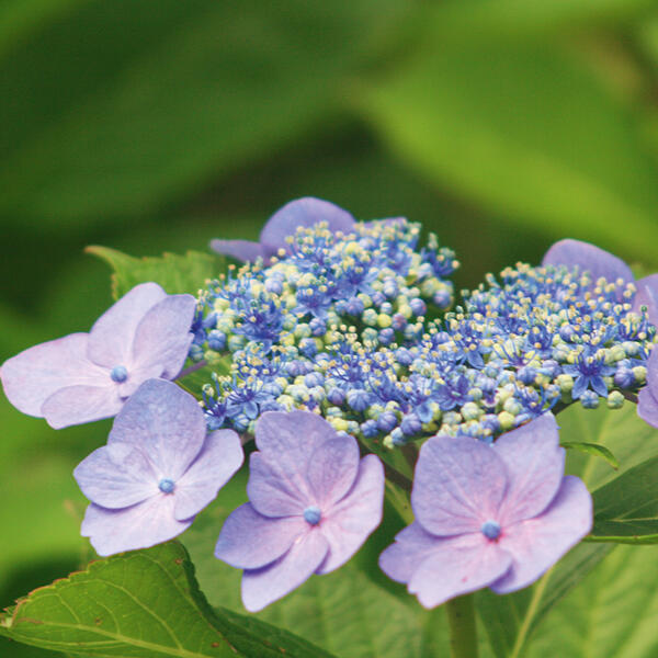 Tellerhortensie